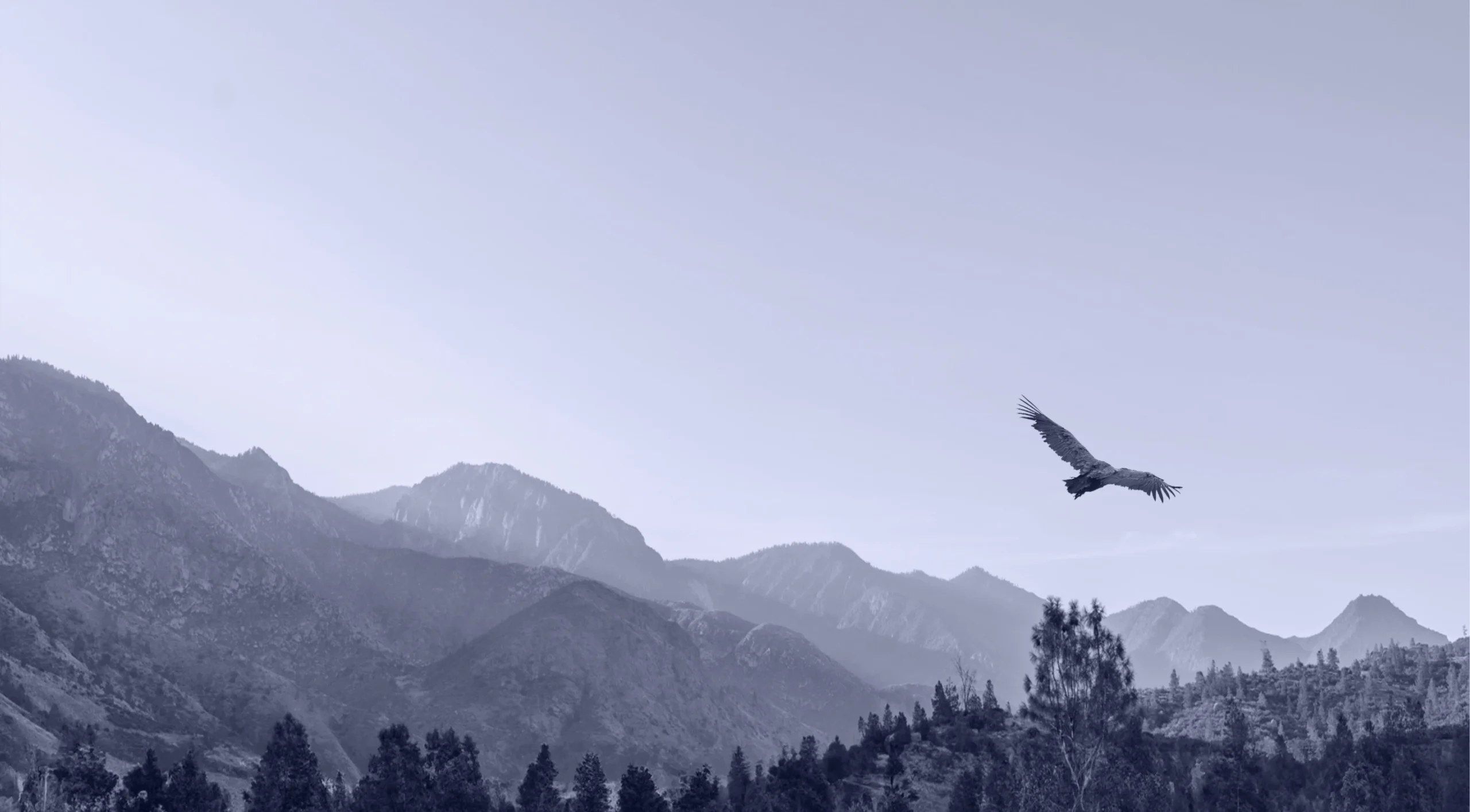 A flying eagle in nature