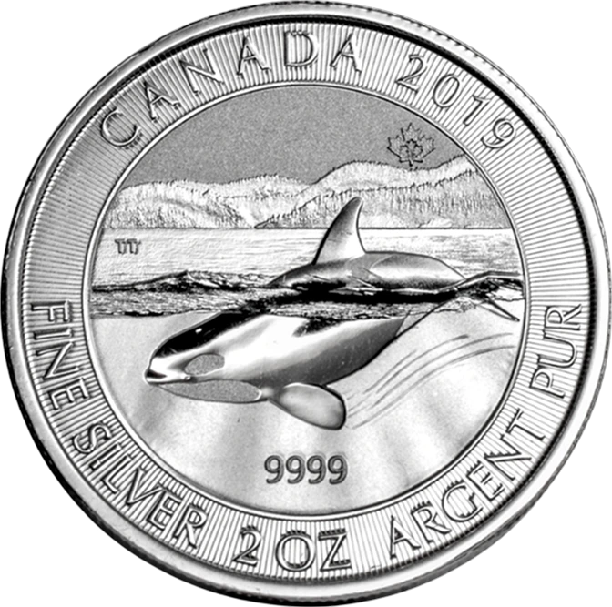 Silver Orca Whale back