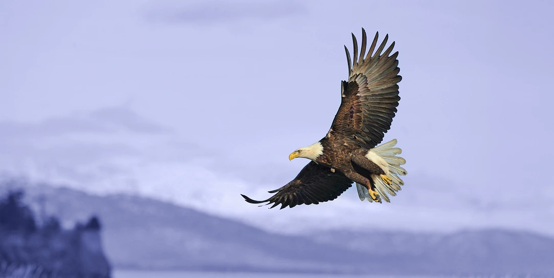 An independent eagle